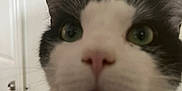 Oreo is registered to the contest to win money with this photo: cat, close_up, indoor, black_and_white, pet, curious, whiskers, nose, green_eyes, face, animal, feline, fur, portrait, domestic, cute, head, soft_focus, background, close