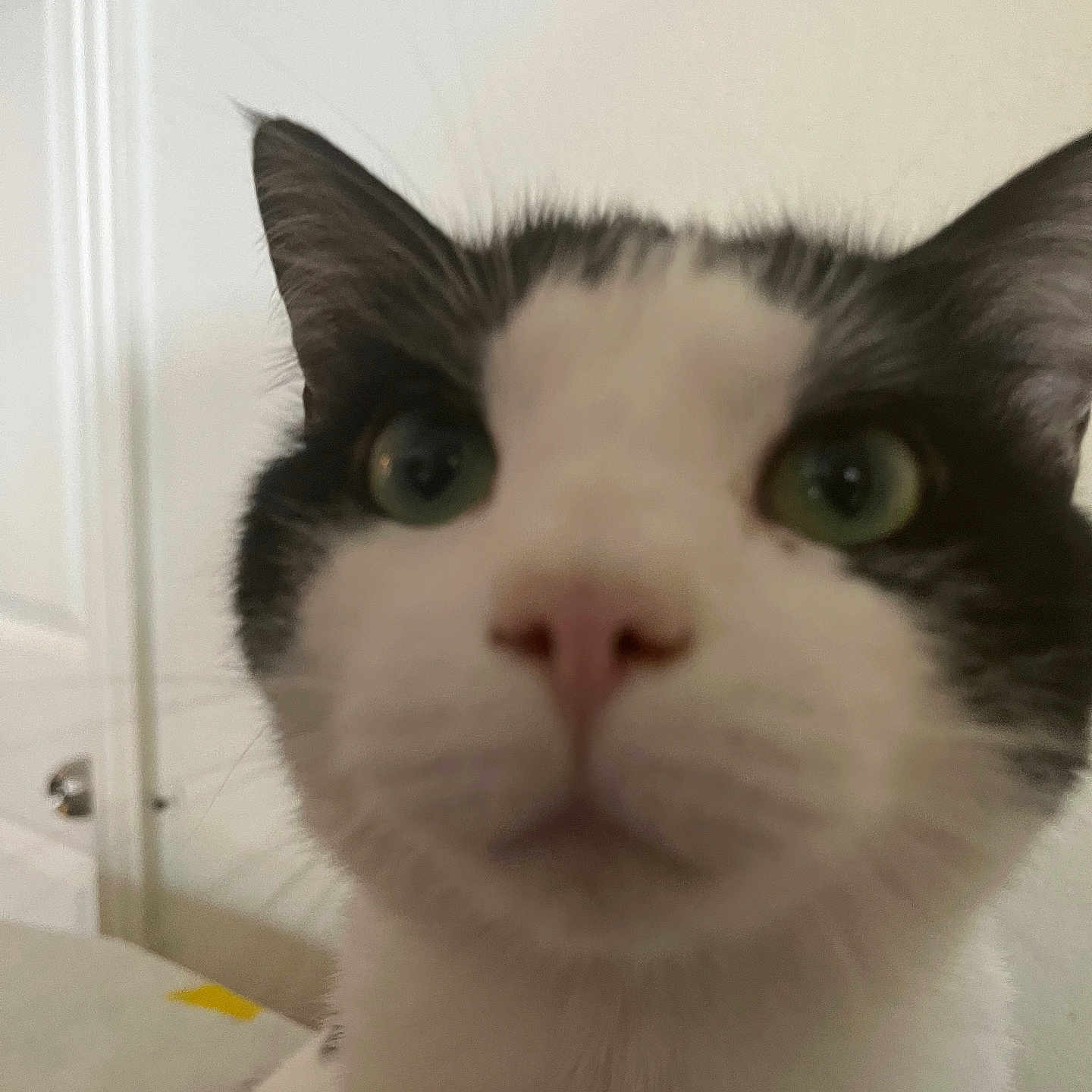 Oreo is registered to the contest to win money with this photo: animal, background, black_and_white, cat, close, close_up, curious, cute, domestic, face, feline, fur, green_eyes, head, indoor, nose, pet, portrait, soft_focus, whiskers