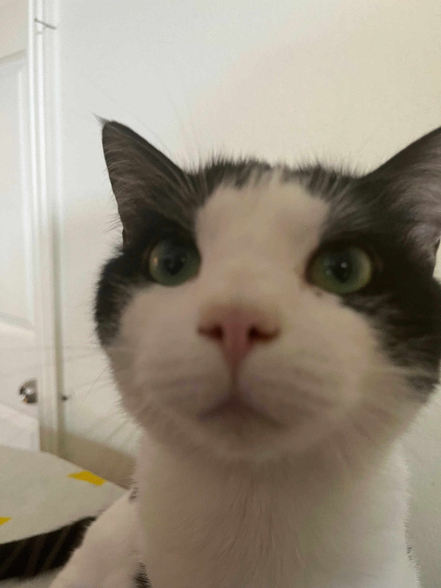 Oreo