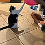 cat, black_and_white, balloon, playful, indoor, floor, tile_floor, person, hand, kitchen, cabinet, oven, water_bottles, shadow, sitting, paw, pet, animal, home, reaching