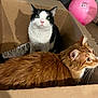 cat, black_and_white_cat, ginger_cat, cardboard_box, indoor, pet, animal, feline, fur, whiskers, curious, playful, close_up, domestic_cat, two_cats, pink_ball, shadow, floor, household, companions