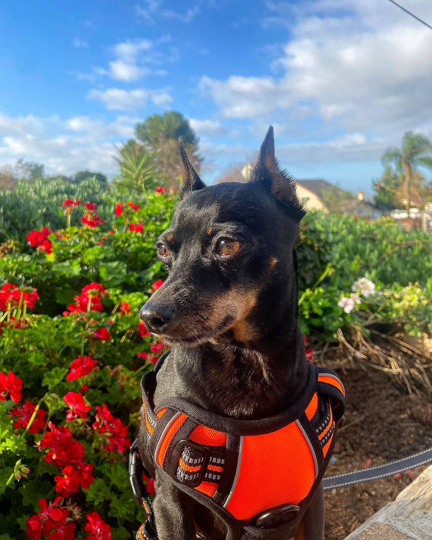 Luigi is registered to the contest to win money with this photo: adventure, canidae, carnivore, cloud, collar, dog, dog_breed, dog_collar, dog_supply, fawn, flower, grass, palm_tree, plant, recreation, sky, snout, sporting_group, tree, working_animal