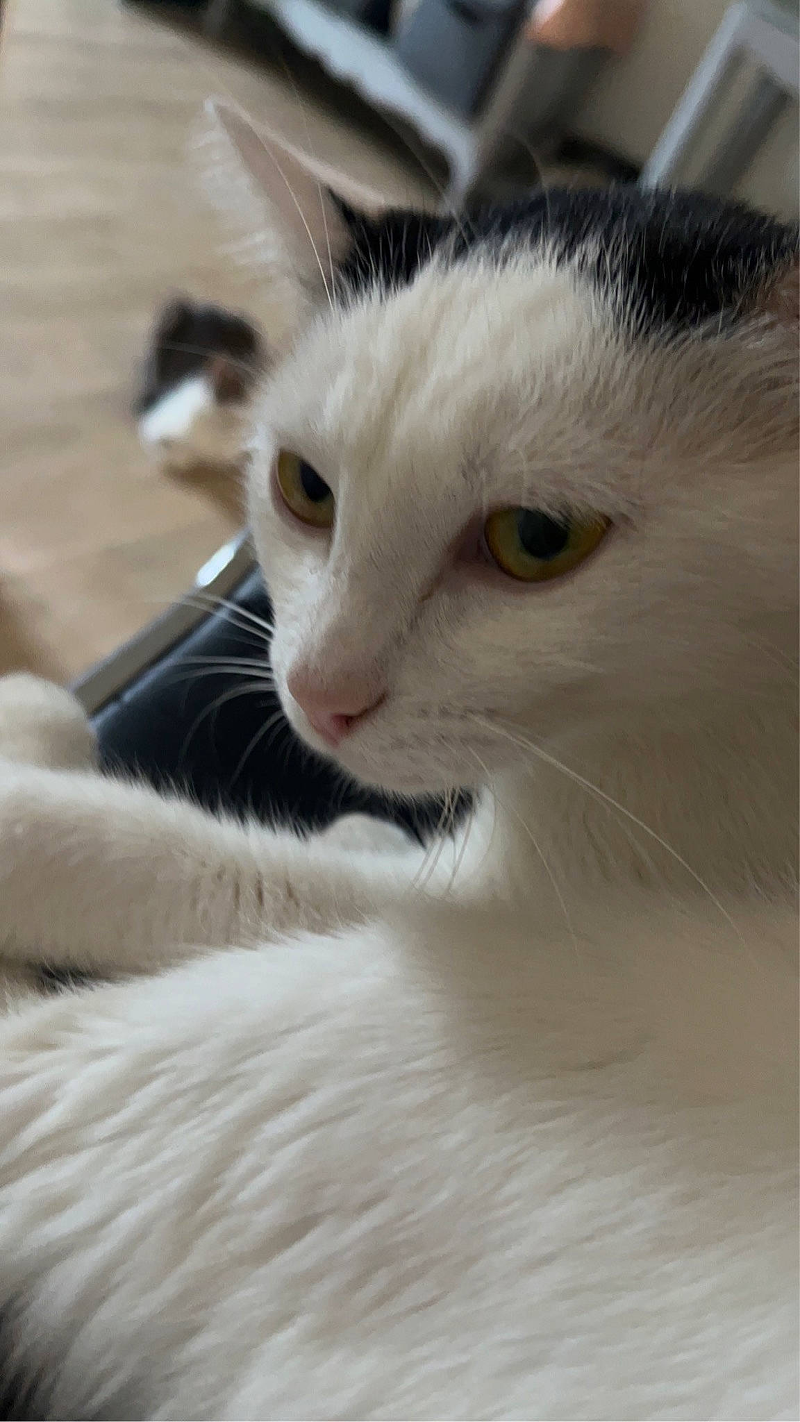 Tokyo participe au concours pour gagner de l'argent avec cette photo : carnivore, cat, close_up, comfort, domestic_short_haired_cat, felidae, fur, small_to_medium_sized_cats, snout, whiskers