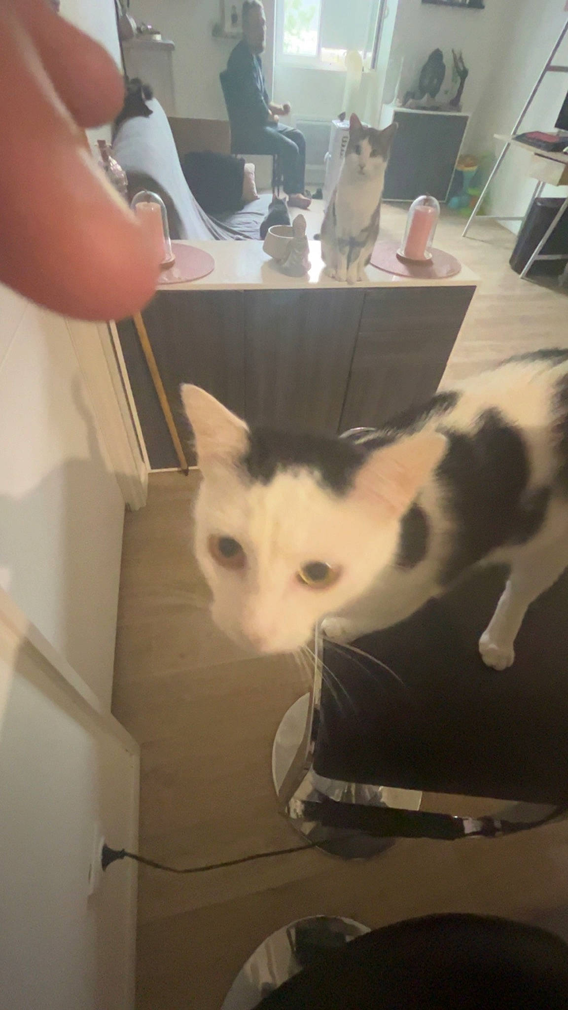 Tokyo a rejoint le concours — aidez-le/la à gagner de superbes lots ! box, cardboard, carnivore, cat, domestic_short_haired_cat, felidae, flooring, fur, metal, nail, packaging_and_labeling, paper_product, paw, room, shipping_box, small_to_medium_sized_cats, tableware, tail, whiskers, wood