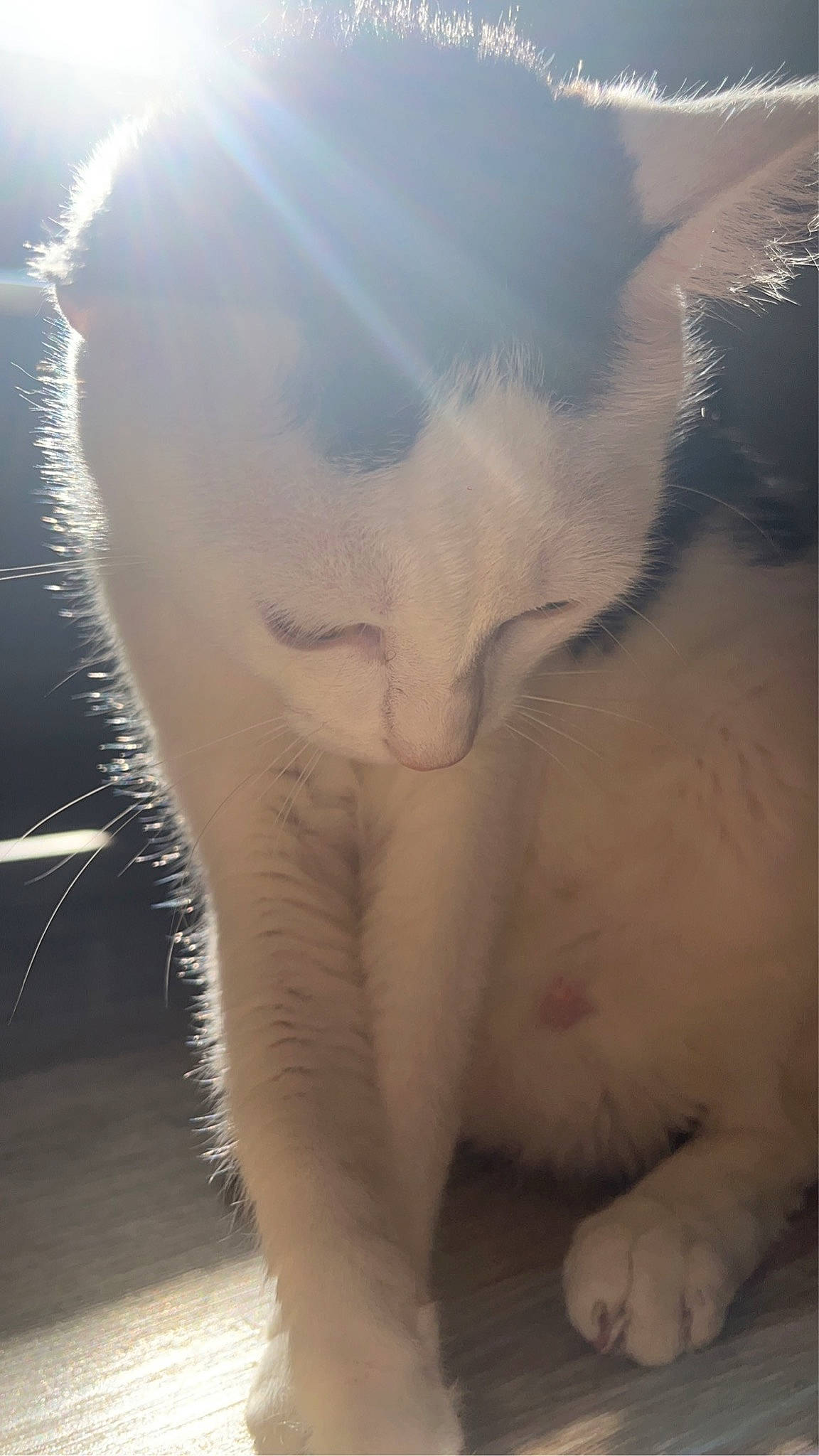 Tokyo a rejoint le concours — aidez-le/la à gagner de superbes lots ! carnivore, cat, claw, close_up, fawn, felidae, foot, fur, gesture, mammal, paw, sand, small_to_medium_sized_cats, snout, tail, terrestrial_animal, vertebrate, whiskers, wildlife, wing