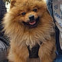 dog, pomeranian, fluffy, smiling, pet, animal, furry, cute, outdoor, leash, harness, people, casual_clothing, jeans, jacket, happy, portrait, closeup, sitting, friendly
