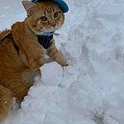 Pasha Asim joined the competition — help win amazing prizes! cat, orange_cat, snow, snowball, blue_cap, blue_bandana, outdoor, winter, animal, pet, feline, fur, playful, cute, nature, cold, whiskers, snowy_background, brick_wall, daylight