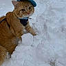 cat, orange_cat, snow, snowball, blue_cap, blue_bandana, outdoor, winter, animal, pet, feline, fur, playful, cute, nature, cold, whiskers, snowy_background, brick_wall, daylight