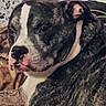 animal, brindle, canine, close_up, companion, curtain, dog, domestic, ears, expression, face, fur, indoor, looking_away, muzzle, nose, pet, resting, white_markings, window