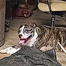 animal, blanket, brindle, canine, chair, companion, dog, domestic_animal, floor, furniture, happy, house, indoor, mammal, paw, pet, relaxed, resting, snout, tongue_out