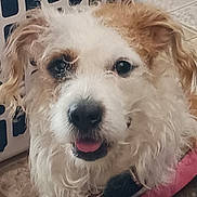 Leia joined the competition — help win amazing prizes! animal, canine, close_up, collar, companion, curly_fur, cute, dog, domestic, floor, friendly, furry, happy, indoor, laundry_basket, pet, tan_fur, tile_floor, tongue_out, white_fur