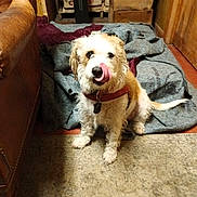 Leia joined the competition — help win amazing prizes! blanket, cardboard_boxes, collar, couch, cozy, dog, fur, harness, heater, indoor, looking_at_camera, mixed_breed, paws, pet, portrait, rug, rustic_room, scruffy, sitting, tongue_out