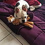 Liko a rejoint le concours — aidez-le/la à gagner de superbes lots ! bed, boston_terrier, carnivoran, comfort, couch, dog, dog_breed, dog_like_mammal, french_bulldog, furniture, mammal, nap, non_sporting_group, puppy, snout, vertebrate, whiskers