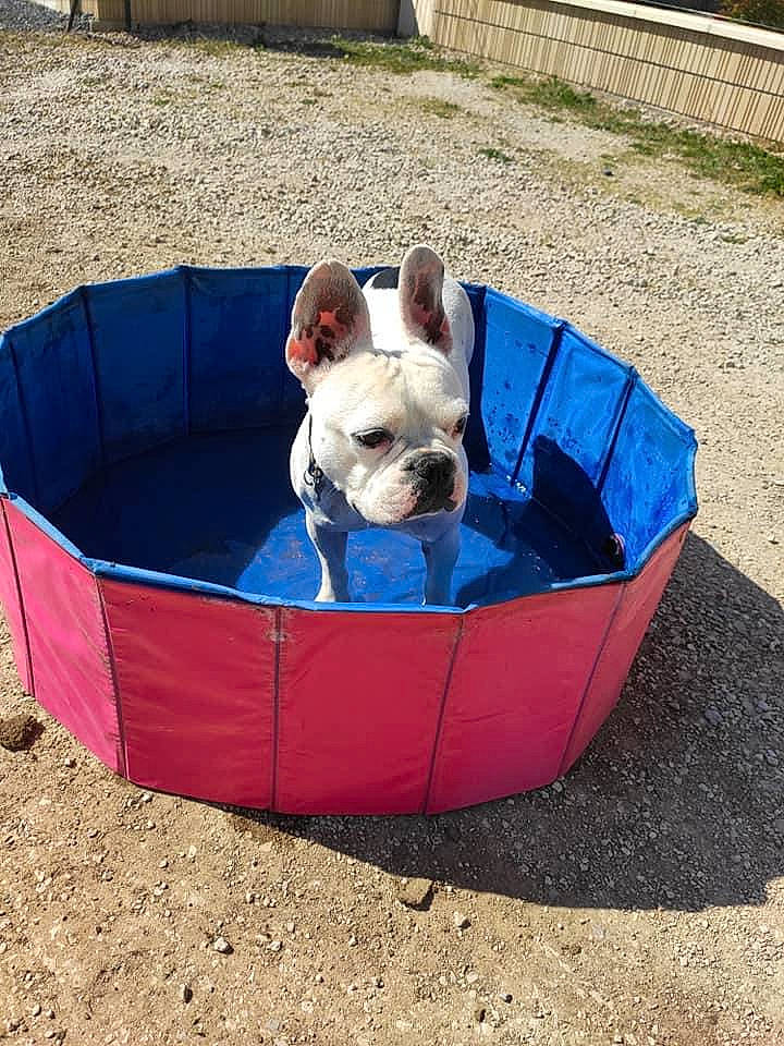 Liko a rejoint le concours — aidez-le/la à gagner de superbes lots ! american_bulldog, australian_bulldog, bulldog, canidae, carnivore, companion_dog, dog, dog_bed, dog_breed, fawn, french_bulldog, mammal, non_sporting_group, old_english_bulldog, olde_english_bulldogge, puppy, snout, toy_bulldog, vehicle