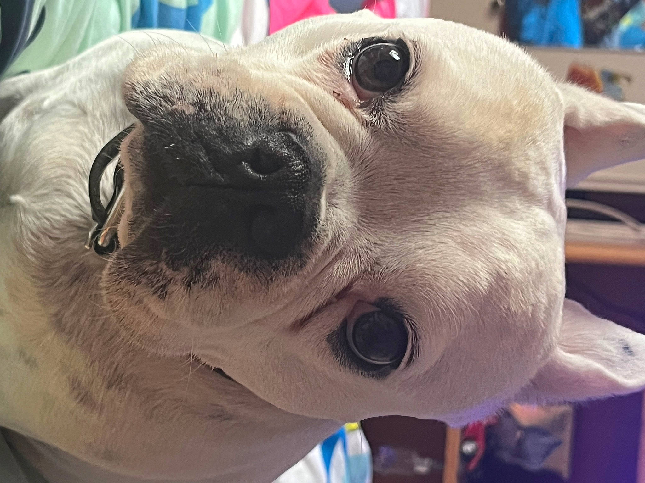 Liko a rejoint le concours — aidez-le/la à gagner de superbes lots ! blue, canidae, carnivore, collar, companion_dog, dog, dog_breed, dog_collar, ear, eyewear, fawn, jaw, non_sporting_group, pet_supply, selfie, snout, sporting_group, sunglasses, whiskers, working_animal