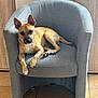 Vino a rejoint le concours — aidez-le/la à gagner de superbes lots ! animal, canine, chair, comfortable, curious, dog, domestic, ears, floor, furniture, gray_chair, home, indoor, looking_at_camera, pet, relaxed, sitting, tan_dog, tiled_floor, wooden_cabinet
