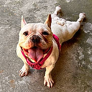 Sophia Aka Baby joined the competition — help win amazing prizes! dog, french_bulldog, pet, animal, canine, tongue_out, harness, happy, playful, concrete_floor, outdoor, sprawled, cute, smiling, four_legs, ears_up, short_hair, mammal, companion, domestic_animal