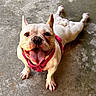 dog, french_bulldog, pet, animal, canine, tongue_out, harness, happy, playful, concrete_floor, outdoor, sprawled, cute, smiling, four_legs, ears_up, short_hair, mammal, companion, domestic_animal