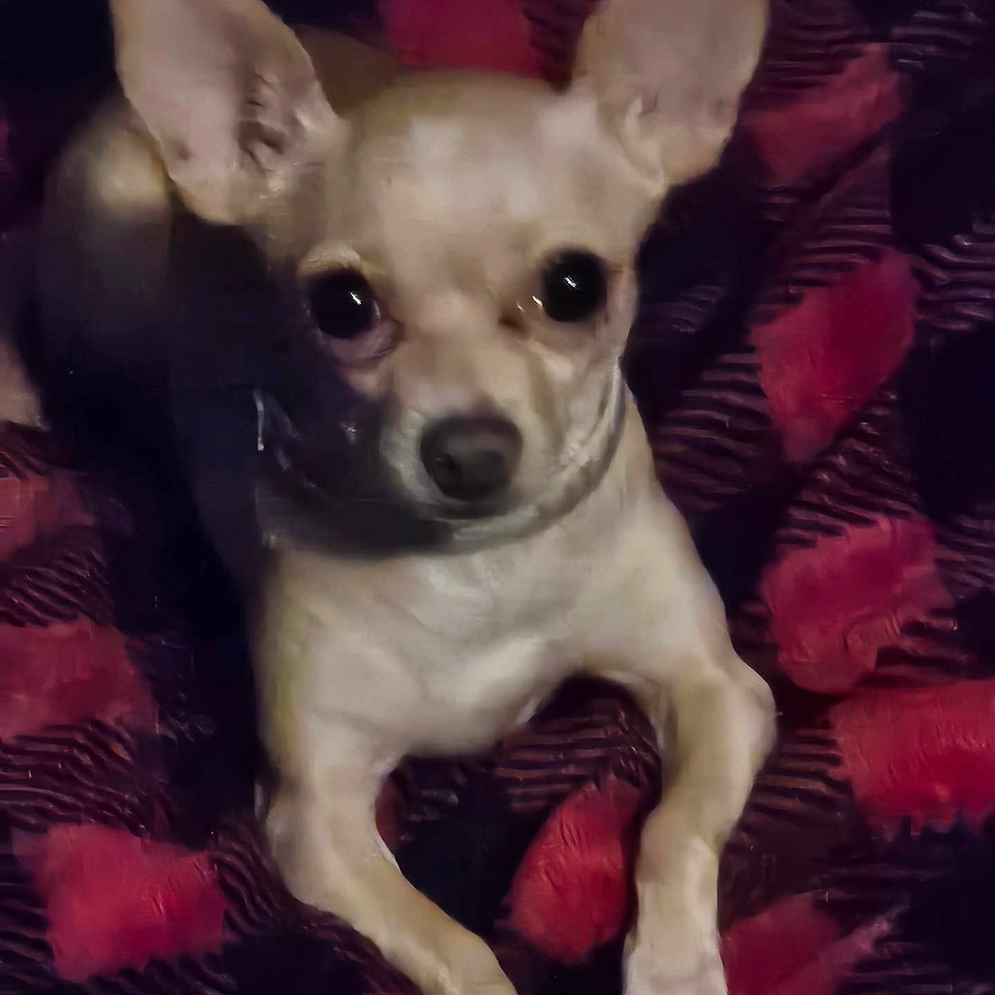 Paquita joined the competition — help win amazing prizes! dog, chihuahua, small_dog, tan_color, big_ears, wide_eyes, pet, animal, lying_down, blanket, patterned_blanket, red_color, black_color, indoor, close_up, cute, curious, fur, paw, canine