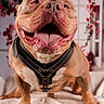 dog, pet, happy, tongue_out, harness, close_up, portrait, smiling, flower_background, indoor, brown_dog, cute, animal, canine, furry, sitting, friendly, playful, domestic_animal, four_legs