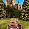dog, costume, gryffindor, harry_potter, castle, grass, trees, sky, path, outdoor, pet, portrait, animal, greenery, uniform, fantasy, cute, landscape, nature, park