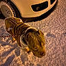 dog, snow, jacket, leash, car, tire, license_plate, night, outdoor, cold, winter, fur, pet, vehicle, street_lighting, snow_covered, walking, canine, coat, animal
