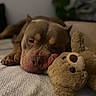 dog, sleeping, teddy_bear, stuffed_animal, bedroom, blanket, cozy, close_up, indoor, pet, animal, resting, brown, cute, soft_toy, companion, relaxed, fur, snuggle, comfort