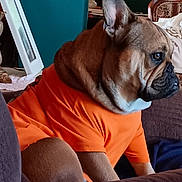 Slug-O is registered to the contest to win money with this photo: alert, brown_fur, couch, decor, dog, domestic_animal, ears_up, french_bulldog, furniture, houseplant, indoor, living_room, orange_shirt, pet, picture_frame, relaxed, seated, side_view, table, window_light