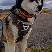 Dallas is registered to the contest to win money with this photo: dog, husky, pet, animal, outdoor, rock, collar, harness, fur, sitting, nature, cloudy_sky, landscape, road, grass, tongue_out, close_up, portrait, quiet, calm