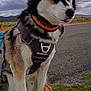 dog, husky, pet, animal, outdoor, rock, collar, harness, fur, sitting, nature, cloudy_sky, landscape, road, grass, tongue_out, close_up, portrait, quiet, calm