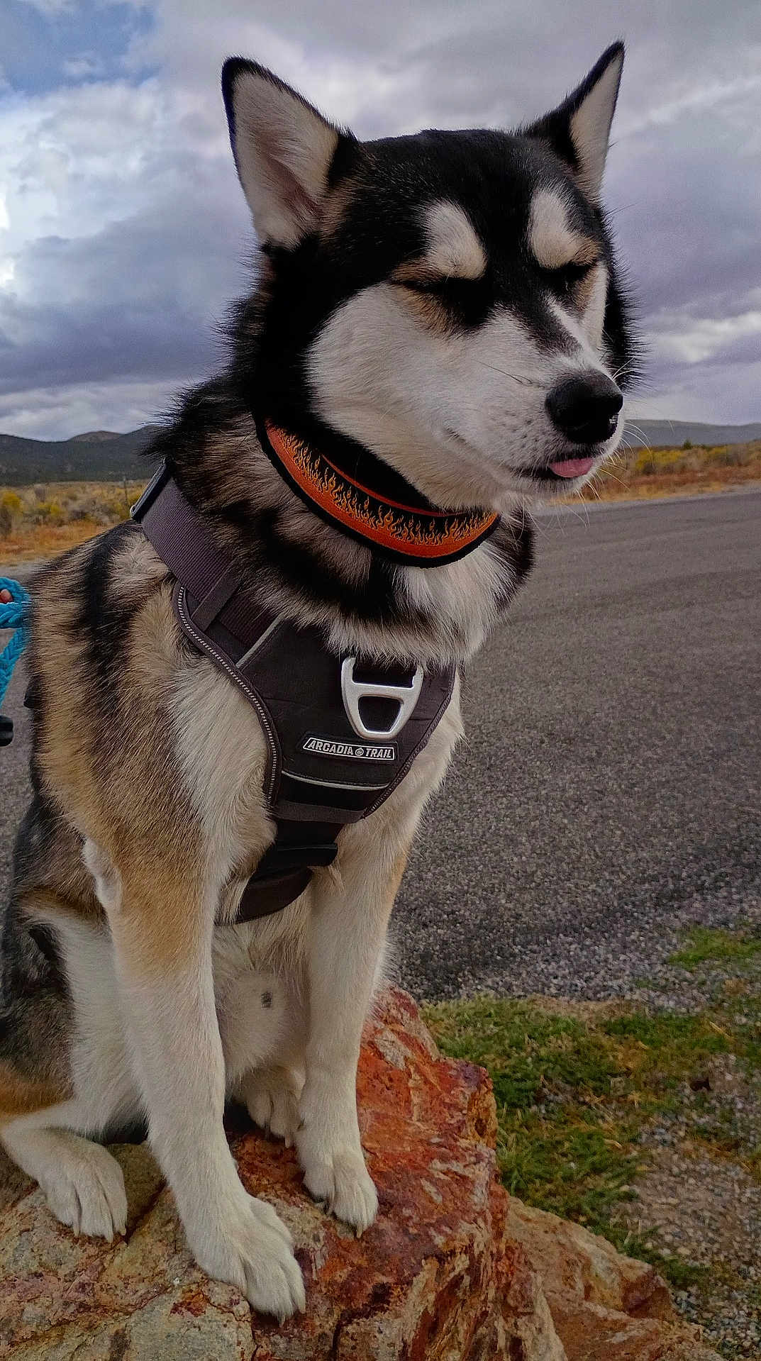 Dallas is registered to the contest to win money with this photo: dog, husky, pet, animal, outdoor, rock, collar, harness, fur, sitting, nature, cloudy_sky, landscape, road, grass, tongue_out, close_up, portrait, quiet, calm