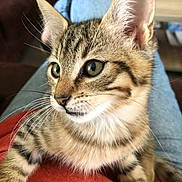 Maurice participe au concours pour gagner de l'argent avec cette photo : cat, kitten, tabby, whiskers, green_eyes, stripes, fur, ears, paws, lap, close_up, portrait, pet, domestic_animal, indoor, jeans, clothing, couch, cozy, curious