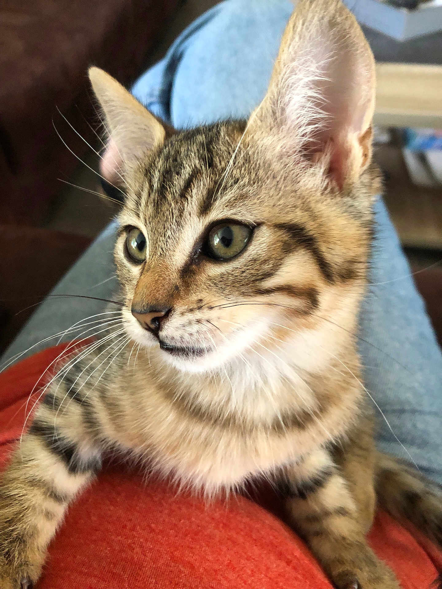 Maurice participe au concours pour gagner de l'argent avec cette photo : cat, kitten, tabby, whiskers, green_eyes, stripes, fur, ears, paws, lap, close_up, portrait, pet, domestic_animal, indoor, jeans, clothing, couch, cozy, curious