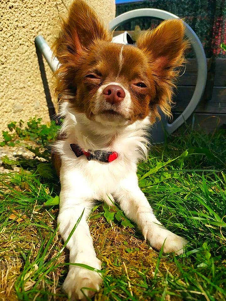 Pepito participe au concours pour gagner de l'argent avec cette photo : canidae, carnivore, companion_dog, dog, dog_breed, fawn, grass, liver, mammal, papillon, puppy, rare_breed_dog, snout, sporting_group, toy_dog, vertebrate
