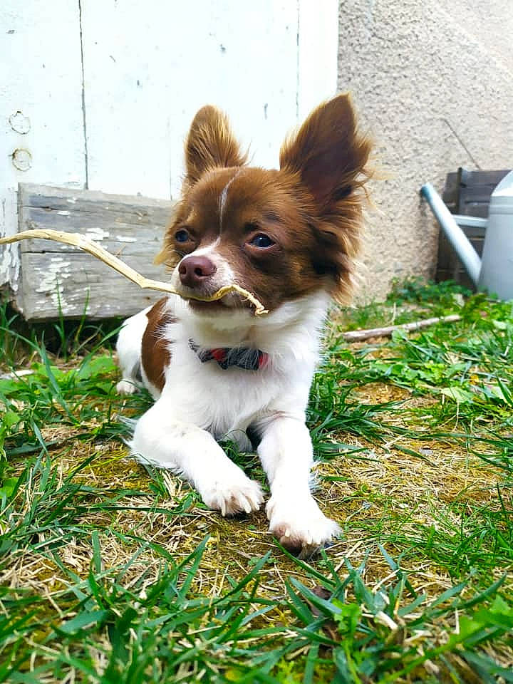 Pepito participe au concours pour gagner de l'argent avec cette photo : canidae, carnivore, companion_dog, dog, dog_breed, fawn, grass, liver, mammal, papillon, puppy, spaniel, sporting_group, toy_dog, vertebrate