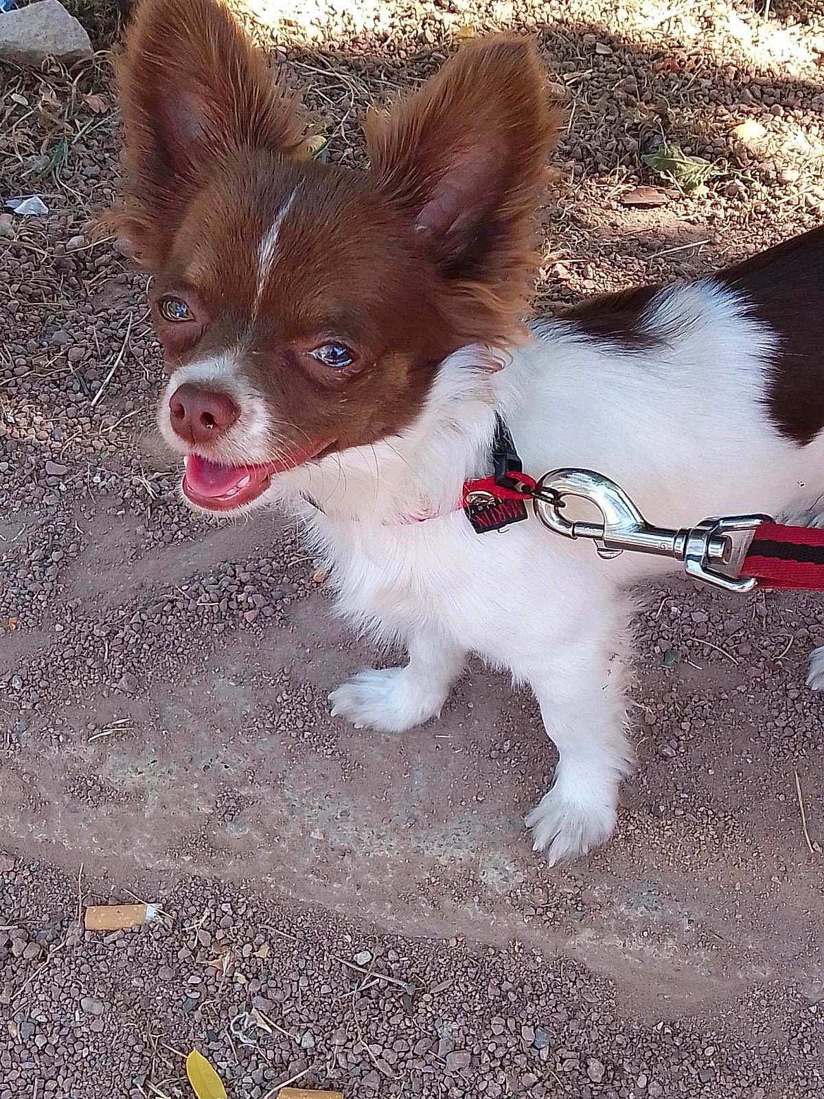 Pepito participe au concours pour gagner de l'argent avec cette photo : canidae, carnivore, companion_dog, dog, dog_breed, ear, fawn, mammal, papillon, puppy, snout, sporting_group, toy_dog, vertebrate