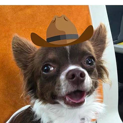 Pepito a rejoint le concours — aidez-le/la à gagner de superbes lots ! bow_tie, canidae, carnivore, companion_dog, dog, dog_breed, ear, fashion_accessory, hat, head, headgear, mammal, photography, rare_breed_dog, smile, snout, sporting_group, tie, vertebrate, whiskers