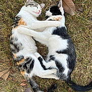 Nalla participe au concours pour gagner de l'argent avec cette photo : cat, kitten, animal, pet, sleeping, hugging, cuddle, grass, outdoor, nature, fur, whiskers, cute, black_and_white, calico, adorable, peaceful, relaxing, friendship, paw