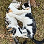 cat, kitten, animal, pet, sleeping, hugging, cuddle, grass, outdoor, nature, fur, whiskers, cute, black_and_white, calico, adorable, peaceful, relaxing, friendship, paw