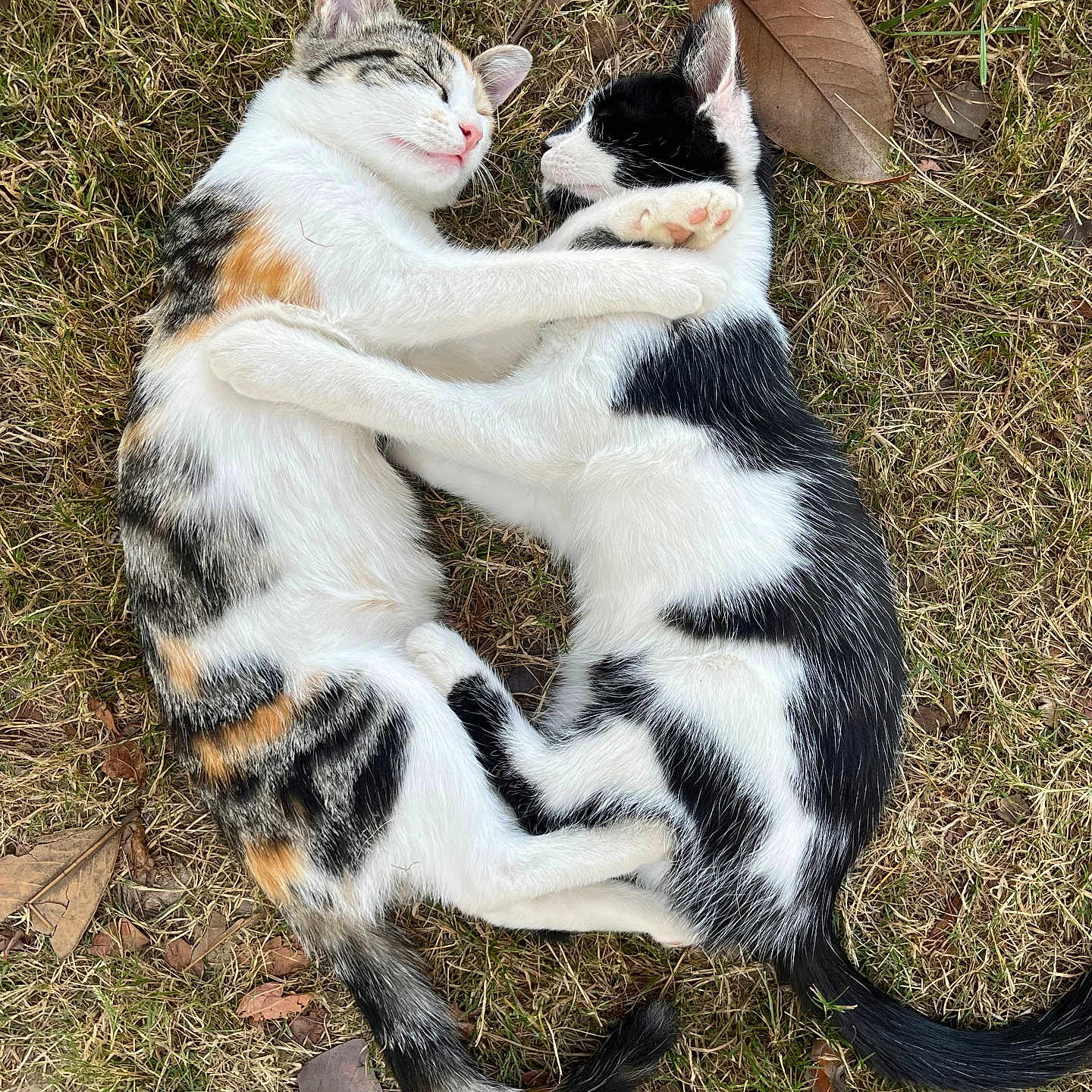 Nalla participe au concours pour gagner de l'argent avec cette photo : adorable, animal, black_and_white, calico, cat, cuddle, cute, friendship, fur, grass, hugging, kitten, nature, outdoor, paw, peaceful, pet, relaxing, sleeping, whiskers