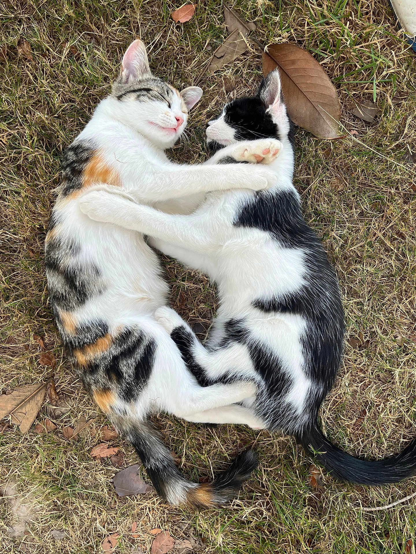 Nalla participe au concours pour gagner de l'argent avec cette photo : cat, kitten, animal, pet, sleeping, hugging, cuddle, grass, outdoor, nature, fur, whiskers, cute, black_and_white, calico, adorable, peaceful, relaxing, friendship, paw