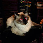 Loki is registered to the contest to win money with this photo: