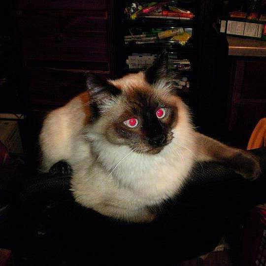 Loki