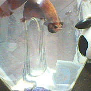Captain Bipto is registered to the contest to win money with this photo: