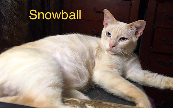 Snowball