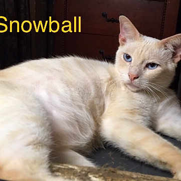 Snowball