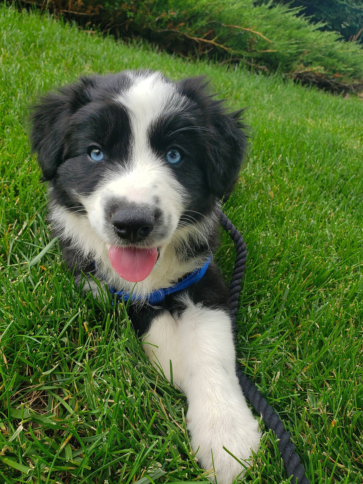 Drogo joined the competition — help win amazing prizes! australian_collie, border_collie, canidae, carnivore, companion_dog, dog, dog_breed, english_shepherd, grass, herding_dog, mammal, miniature_australian_shepherd, puppy, rare_breed_dog, sporting_group, stabyhoun, tornjak, vertebrate, welsh_sheepdog, working_dog