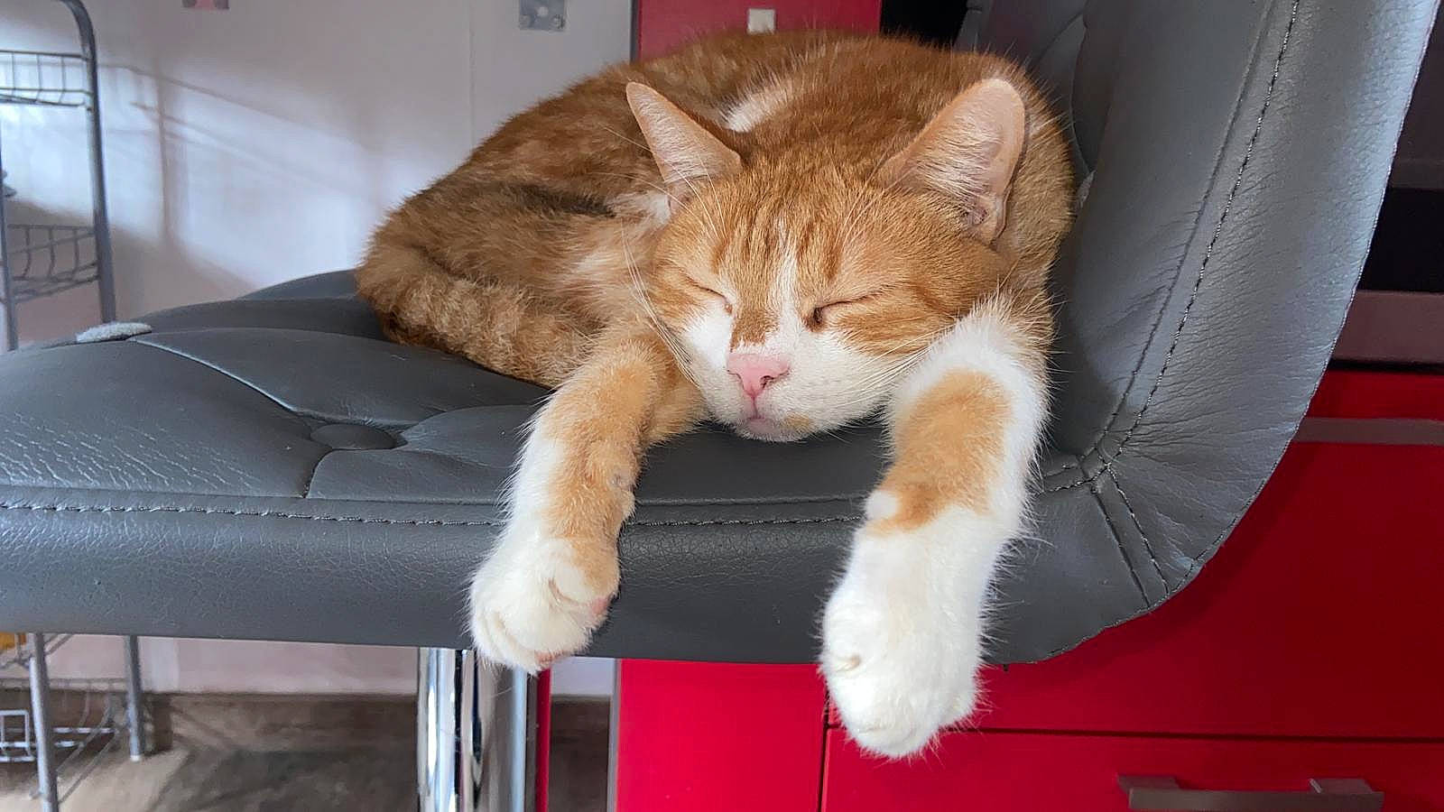 Pilpoil participe au concours pour gagner de l'argent avec cette photo : carnivore, cat, cat_supply, claw, comfort, companion_dog, domestic_short_haired_cat, fawn, felidae, fur, lap, paw, sitting, small_to_medium_sized_cats, snout, tail, whiskers, window