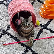 Gizmo participe au concours pour gagner de l'argent avec cette photo : cat, tabby_cat, pet_toy, pink_tunnel, pink_wand, orange_toy, white_rug, black_pattern, indoor, playful, feline, cute, resting, curious, animal, household, cozy, fur, paw, toy_ball