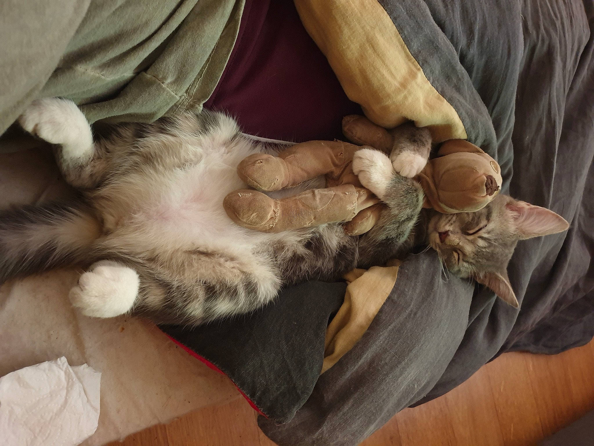 Mirage participe au concours pour gagner de l'argent avec cette photo : barefoot, carnivore, cat, claw, comfort, companion_dog, felidae, foot, fur, gesture, human_leg, lap, nail, paw, small_to_medium_sized_cats, tail, thigh, toe, whiskers, wood